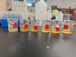 Six beakers containing yellow yeast incubation solution, with beige paper strips clipped to their sides, labeled with red tape.